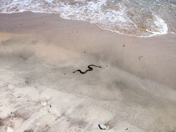 High angle view of birds on beach