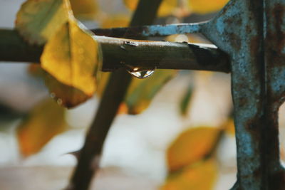 Close-up of water drops on yellow leaf