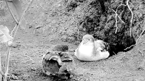 High angle view of bird on rock