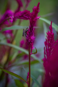 Close-up of insect on purple flower