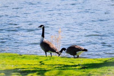 Canada geese on a lake