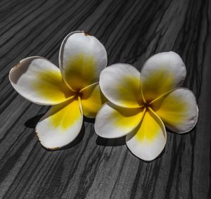 High angle view of frangipani on table