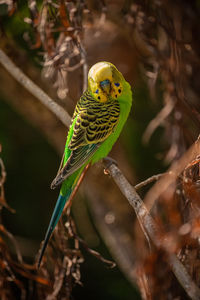 Budgerigar perched on a branch
