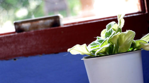 Close up of green plant