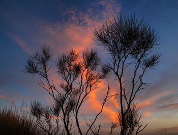 Silhouette tree against sky during sunset