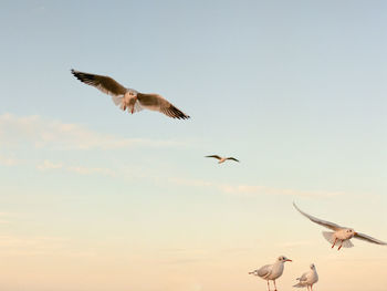 Low angle view of seagulls flying in sky