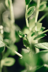 Close-up of insect pollinating on flower