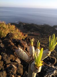 Close-up of plant by sea