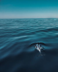 View of dolphin swimming in sea