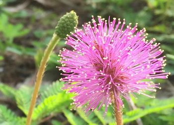 Close-up of pink flowers