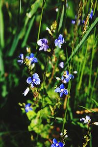 Close-up of purple flowers