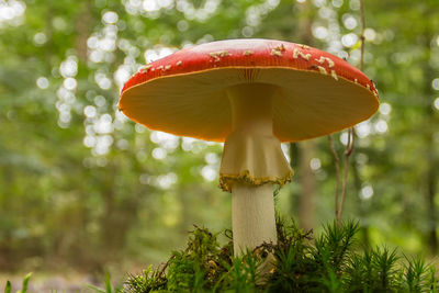 Close-up of fly agaric mushroom against trees