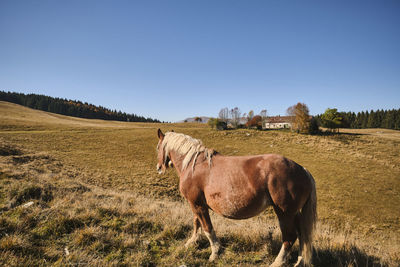 Horse grazing on field against clear sky