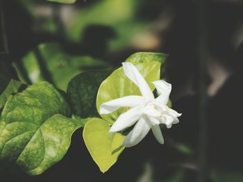 Close-up of white flower