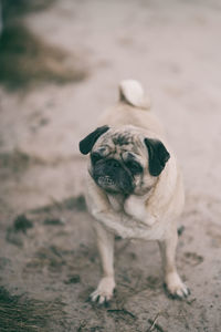 Small dog on beach