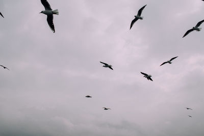 Low angle view of birds flying in sky