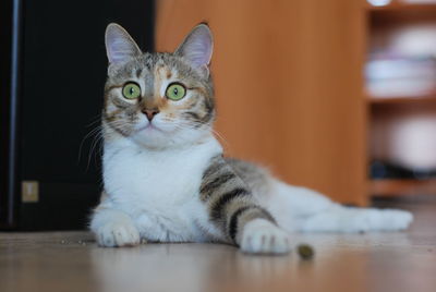 Close-up portrait of a cat