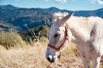 Horse standing on field