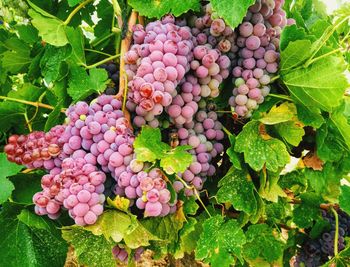 Close-up of grapes growing in vineyard