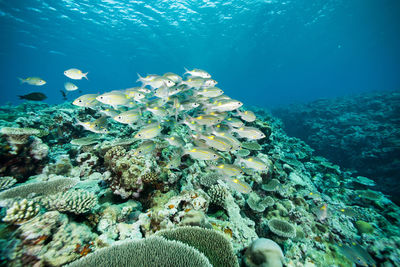 Close-up of coral in sea