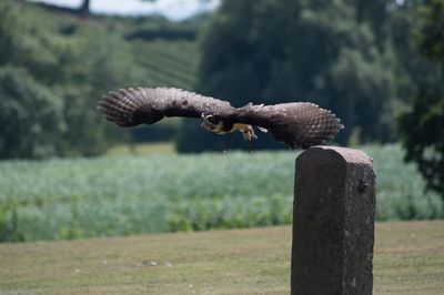 Bird flying over wooden post