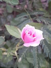 Close-up of pink rose