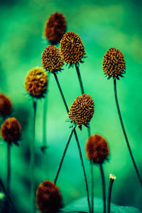 Close-up of wilted flowering plant