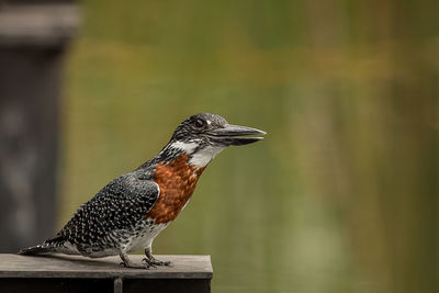 Close-up of bird perching on wood