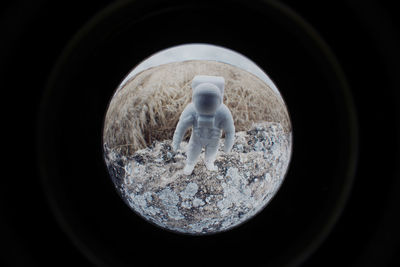 Close-up of bird against black background