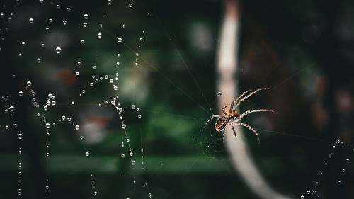 spider web