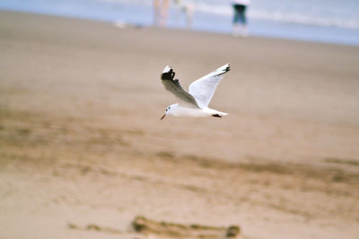 Seagull flying above the sea