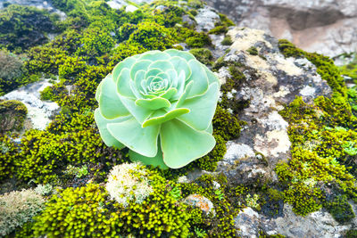 High angle view of flowering plant on rock
