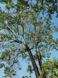 Low angle view of tree against sky