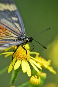 Close-up of butterfly on flower