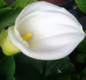 Close-up of white flower blooming outdoors