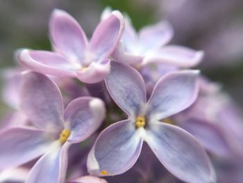 Close-up of purple flowering plant in park