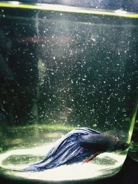 Close-up of fish swimming in sea