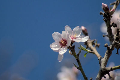 Close-up of cherry blossoms against sky