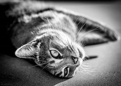 Close-up portrait of cat