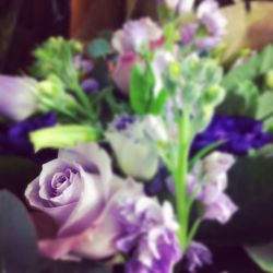 Close-up of purple flowers