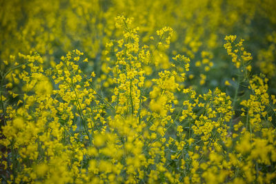 Yellow flowering plants on field