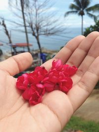 Close-up of hand holding flower