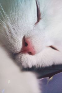 Close-up of a sleeping cat