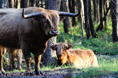 Cows on field