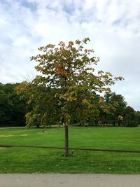 Trees growing on field against sky