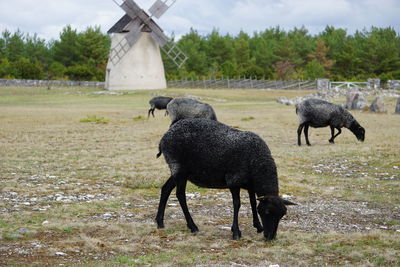 Herd of sheep standing on field