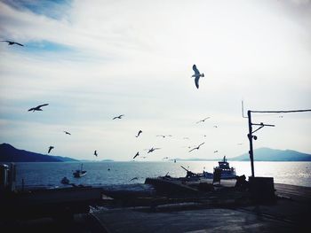 Birds flying over sea