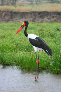 Bird on grass by water