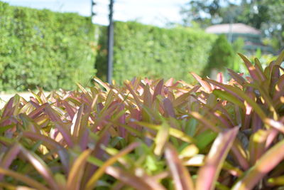 Close-up of fresh green leaves on field