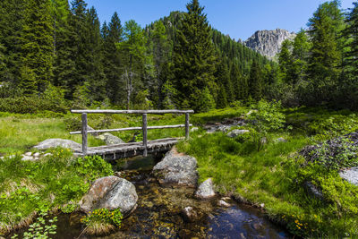 Scenic view of river amidst trees against sky